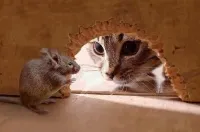 Hogyan lehet elkapni egy egeret egy lakásban