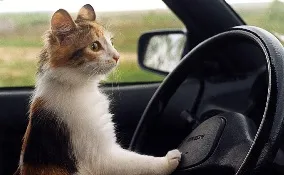Cum să învețe o pisica să călătorească cu mașina