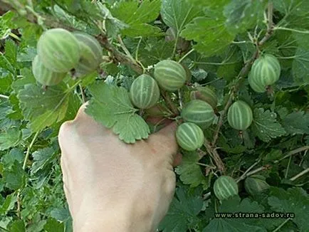 Как да се намали на цариградско грозде