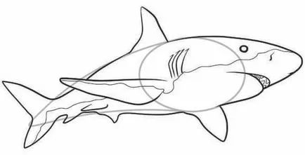 Hogyan kell felhívni a cápa ceruza szakaszban - a tanulságok levonása - hasznos artsphera