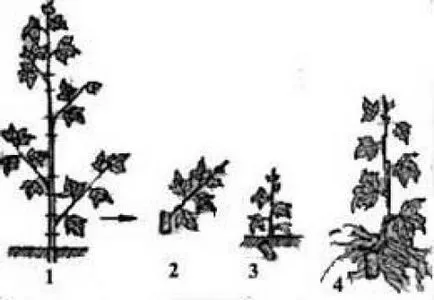 Hogyan terjednek ribizli dugványok, rétegződés, elosztjuk a bokor - Növények