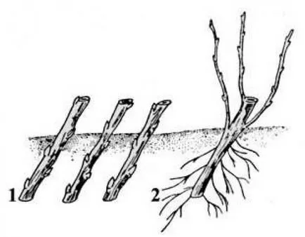 Hogyan terjednek ribizli dugványok, rétegződés, elosztjuk a bokor - Növények