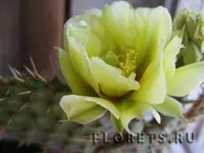 Kaktuszok és pozsgások - beltéri növények és virágok