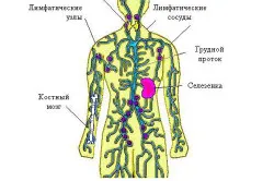 Hogyan erősíthető az immunrendszer őszén hasznos növények (videó)