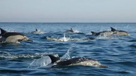 Mint alvó delfin csodálatos képességeit az emlősök