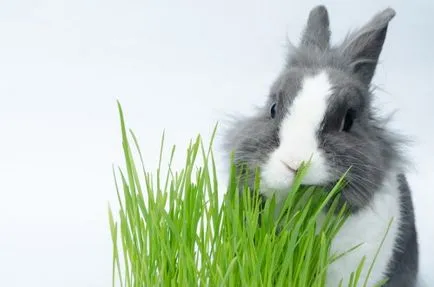 Какъв вид трева може да бъде и не трябва да се дава на зайци снимка