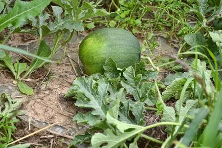 Hogyan növekszik egy görögdinnye egy olyan területen, a Novgorod régióban