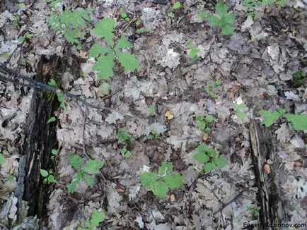 Cum să crească un stejar de la o ghindă în Siberia - experiența mea în 10 pași și 30 de fotografii, pe blog-ul Eugene