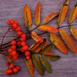 Viburnum, trandafir păducel, sălbatic