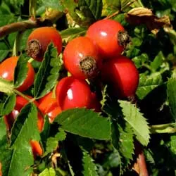 Viburnum, trandafir păducel, sălbatic