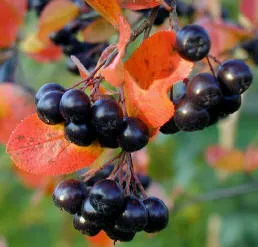 Viburnum, frasin de munte