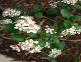 Viburnum, frasin de munte