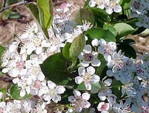 Viburnum, frasin de munte