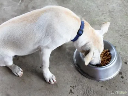 Hogyan törődik labrador