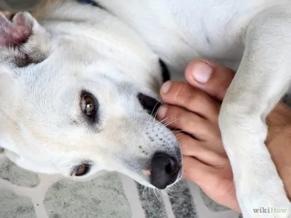 Cum să aibă grijă de Labrador retriever