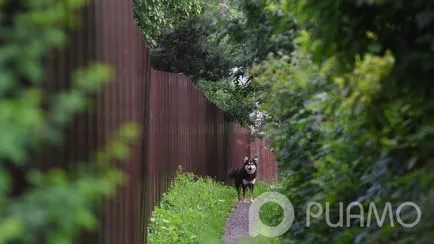 sfaturi - - Cum sa te si animale de companie împotriva rabiei proteja RIAMA Podolsk