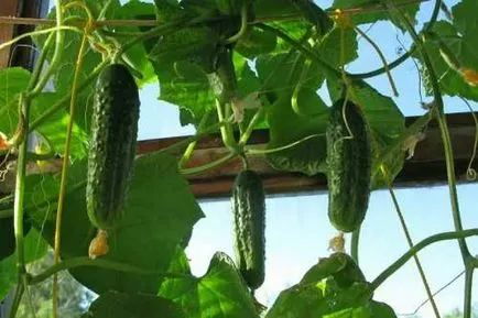 Cum să crească castraveți pe balcon la domiciliu