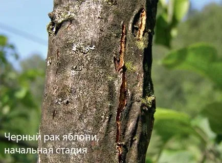 Hogyan védi a fákat leégés