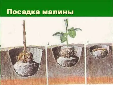 Как да растат малини върху парцел, вила, къща