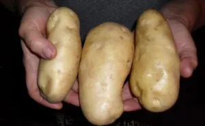 картофи Kirandiya