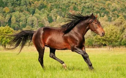 Karachai lófajta leírása és képek