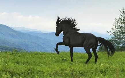 Карачаево порода коне описание, характеристики и снимки