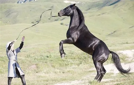 Карачаево порода коне описание, характеристики и снимки