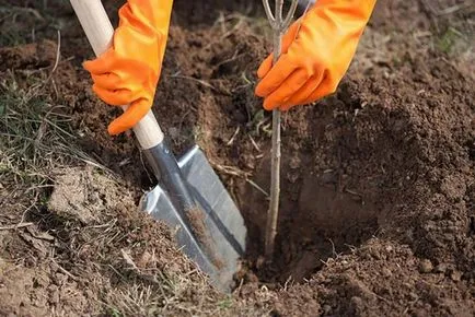 Cornus mas cultivare, plantare, îngrijire în Belarus, Ucraina, cum să planteze un copac în toamnă, cum ar fi