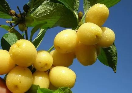 Cornus mas cultivare, plantare, îngrijire în Belarus, Ucraina, cum să planteze un copac în toamnă, cum ar fi