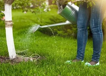 Cornus mas cultivare, plantare, îngrijire în Belarus, Ucraina, cum să planteze un copac în toamnă, cum ar fi