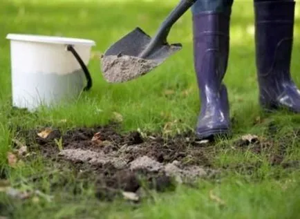 Burgonya Miranda a fajta leírását, a méltóság, ültetési időpontok, vélemények