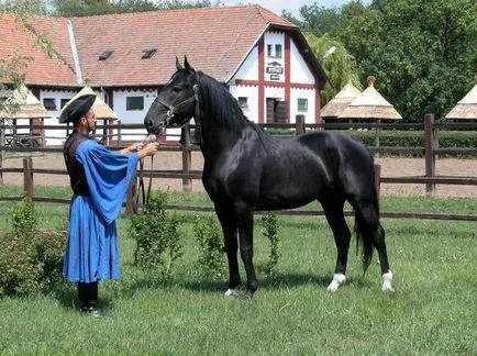 Karachai lófajta leírása és képek