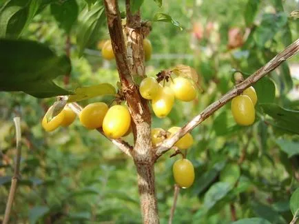 Cornus mas termesztés, ültetés, gondozás Fehéroroszország, Ukrajna, milyen a növény egy fa ősszel, mint például a