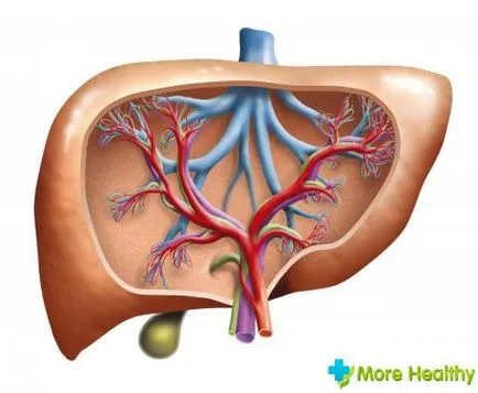 cauze hepatice Chist și metode de tratament populare
