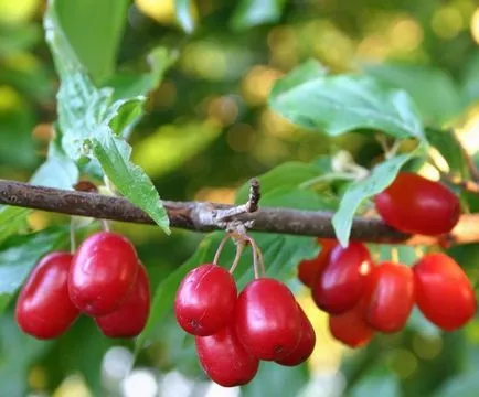 Cornus mas termesztés, ültetés, gondozás Fehéroroszország, Ukrajna, milyen a növény egy fa ősszel, mint például a