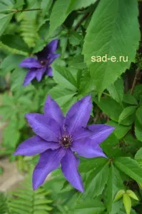 Clematis-plantare, îngrijire, adăpost, totul despre plante