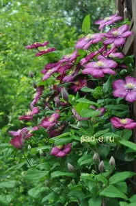 Clematis-засаждане, грижи, подслон, всичко за растения