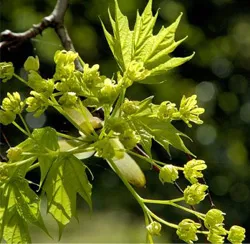 aquifolium Maple (platanovidny arțar sau platanolistny arțar)