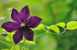 Clematis, fotó és leírás fajták