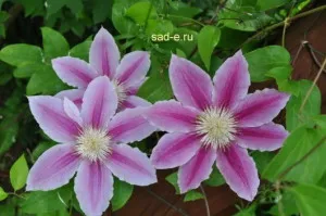 Clematis-plantare, îngrijire, adăpost, totul despre plante