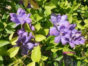 Clematis-засаждане, грижи, подслон, всичко за растения