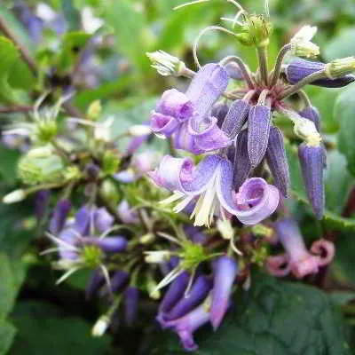 soiuri Clematis cu o fotografie și o descriere pentru incepatori, numele soiurilor