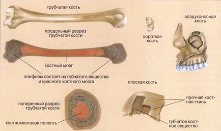 Класификация на човешки кости и стави