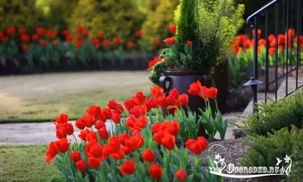 Atunci când este posibil și este necesar să lalele plante în primăvara sau toamna fotografie