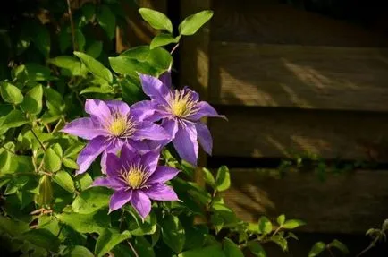 Clematis - cele mai bune soiuri pentru descrierea suburbiile cu fotografii, video, comentarii