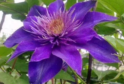 Clematis, fotó és leírás fajták