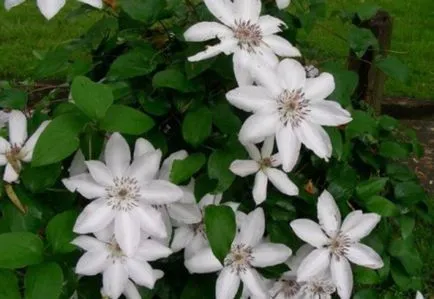 Clematis, fotó és leírás fajták