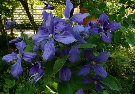 Clematis, fotó és leírás fajták