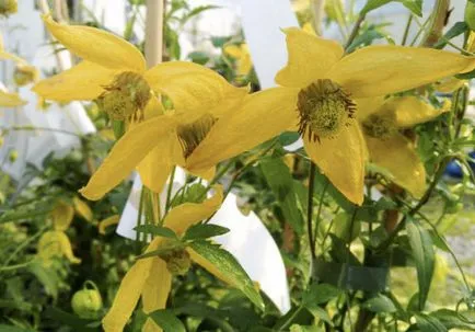 Clematis, fotó és leírás fajták