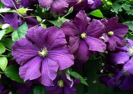 Clematis, снимка и описание на сортовете